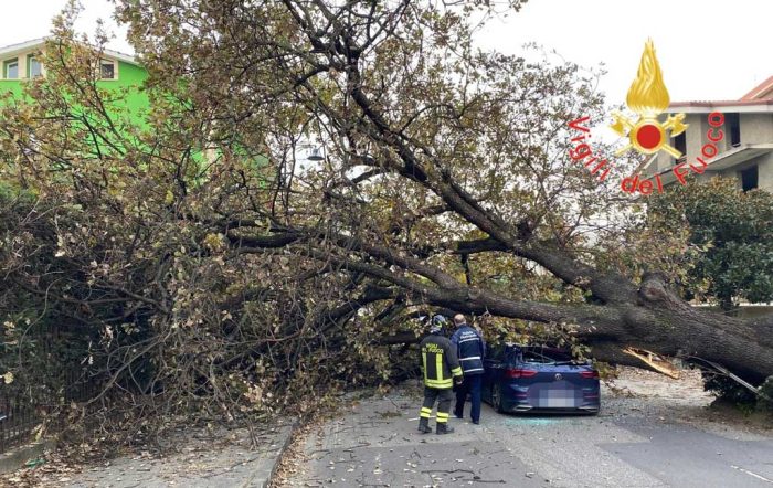 Rende Grosso Albero Cade Su Auto In Transito Ferito Lievemente